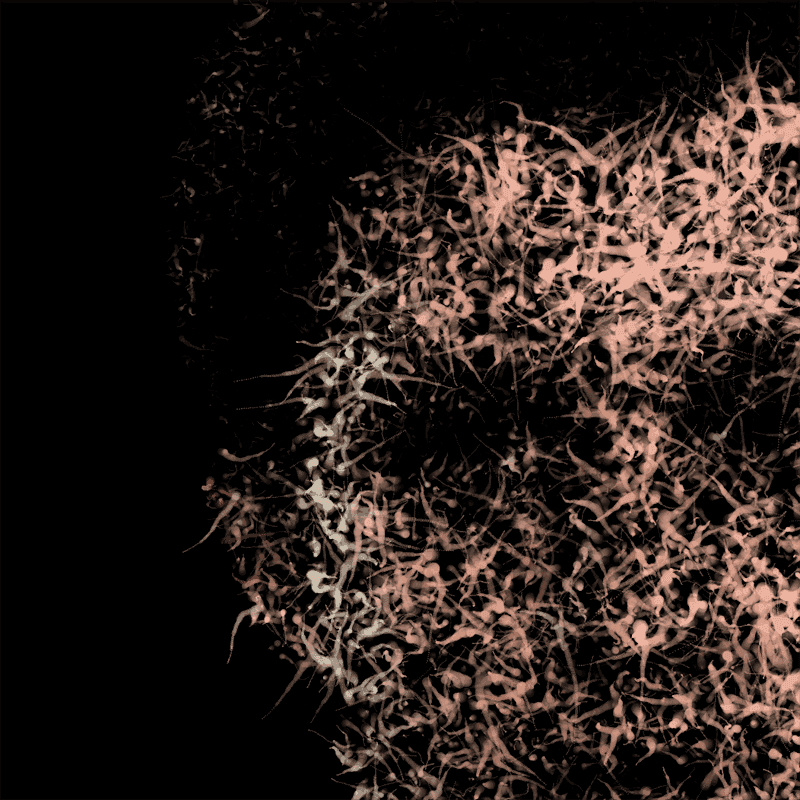 Chaos / Order Portraits (C.O.P.)